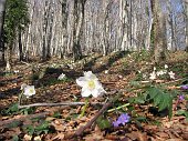 51 Fioritura di ellebori nella faggeta